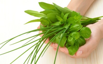 basil and herbs