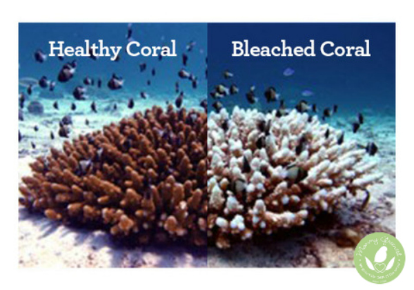 How to Pick a Sunscreen That's Safe for Coral Reefs and Aquatic Life