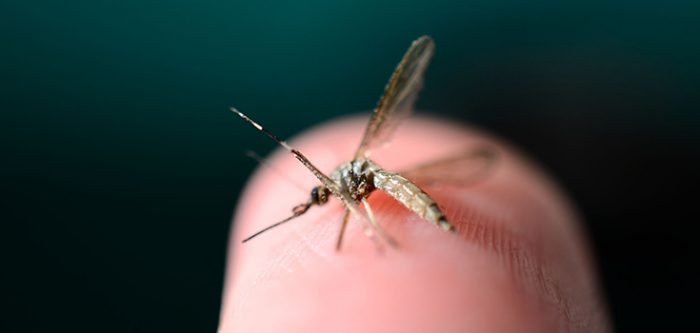 Ten Pregnant Women in Dallas Have Suspected Zika Cases