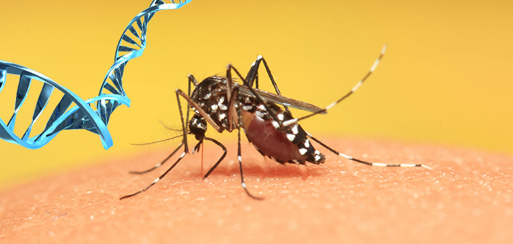 As The Zika Virus Spreads Genetically Modified Mosquitoes Become More Real