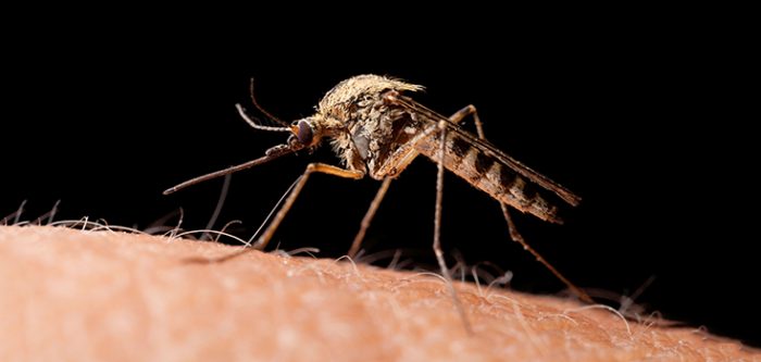 Culex mosquito