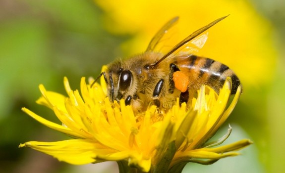 bee pollinating