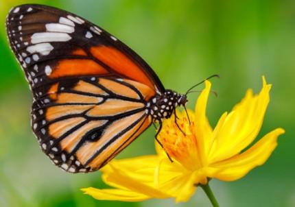 insect_butterfly_monarch_crop