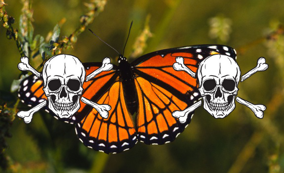 monarch butterfly