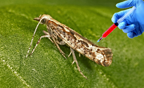 diamondback moth