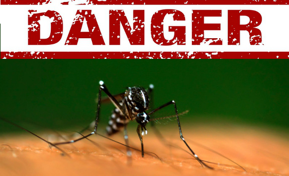 gmo mosquitoes