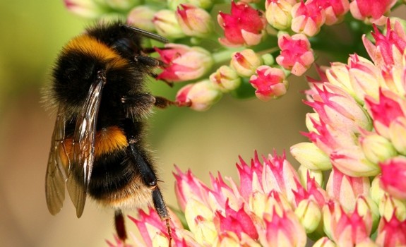bee pollinating