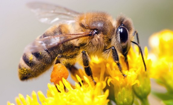 honey bee
