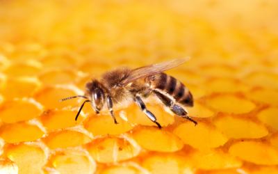 Neonicotinoids Destroy 600 Hives, 37 Million Bees in Canada
