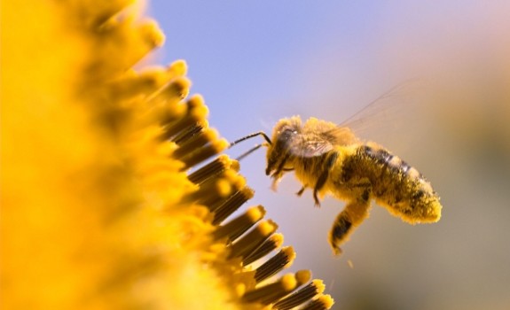 bee pollen