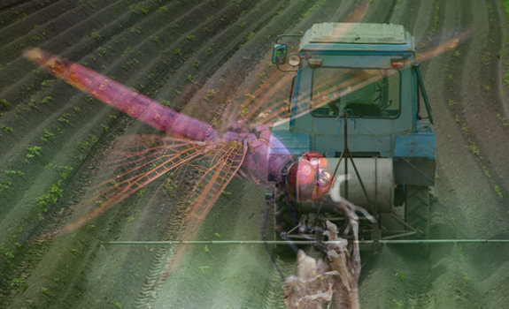 insecticide aquatic insects