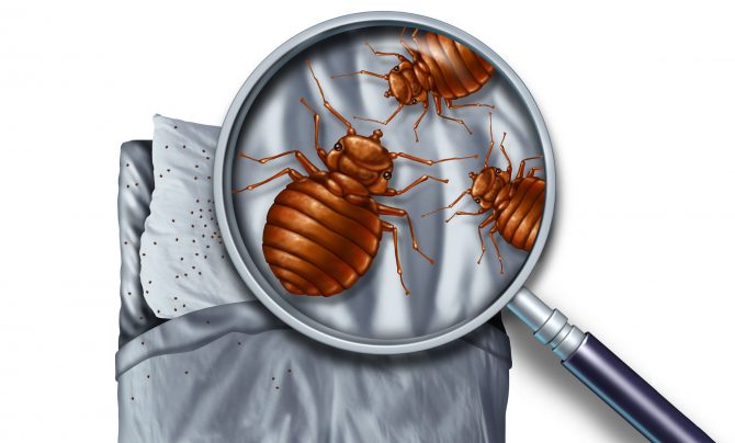 bed bug problem