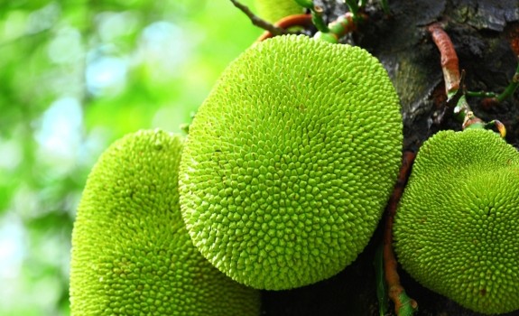 jackfruit