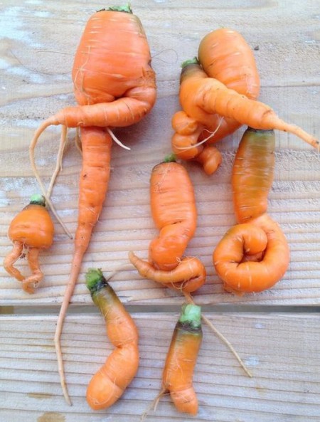 japan_radiation_carrots_mutate_crop