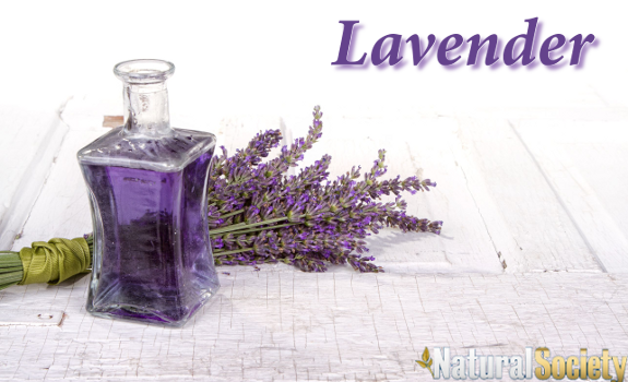 lavender oil