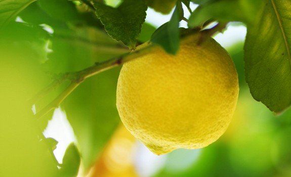 lemon in tree