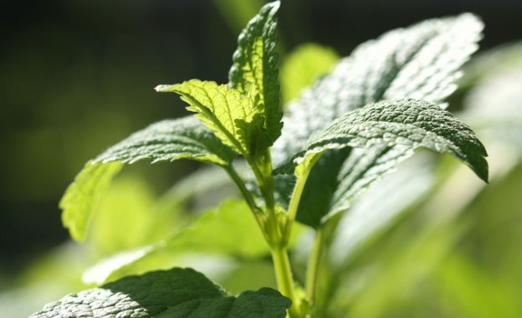 lemon balm