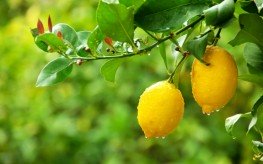 lemons in tree