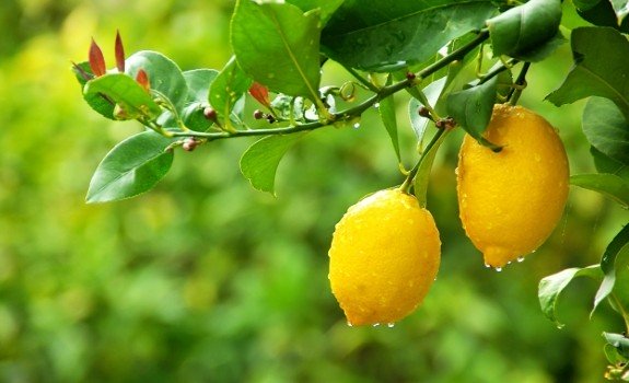 lemons in tree