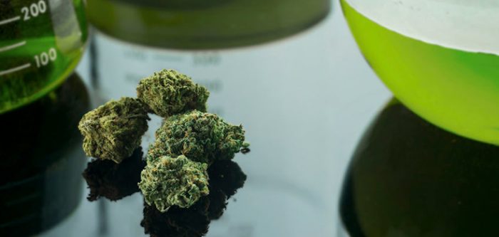 marijuana for epilepsy