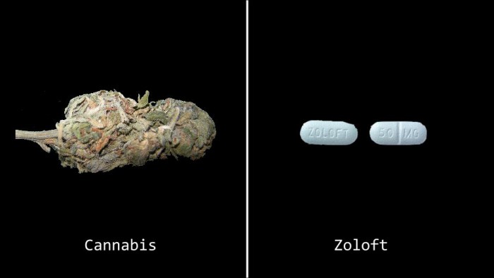 marijuana-pills-zoloft-5
