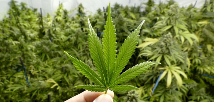 marijuana decontaminate soil