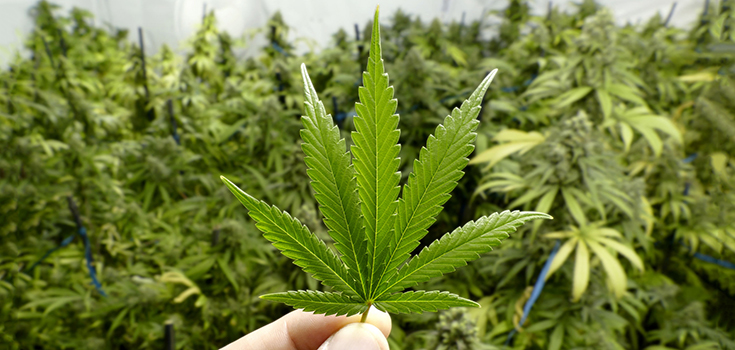 marijuana decontaminate soil
