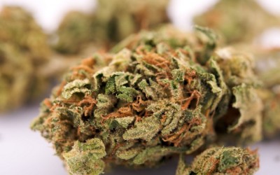 marijuana bud