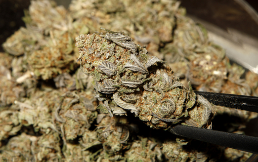 marijuana