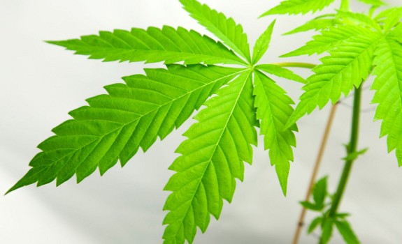 cannabis