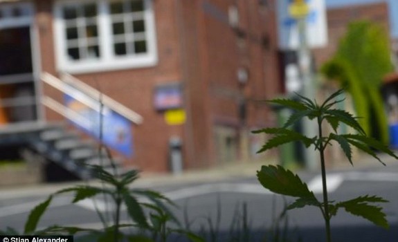 marijuana Germany