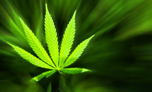 marijuana plant