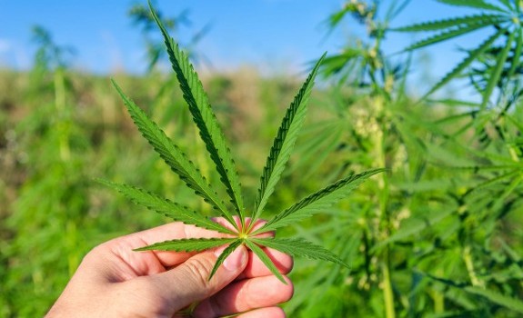 marijuana leaf
