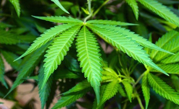 marijuana leaves