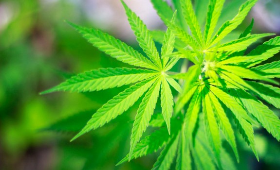 hemp