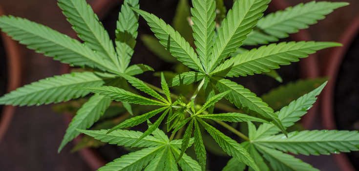 Chris Christie Confronted On Medical Pot