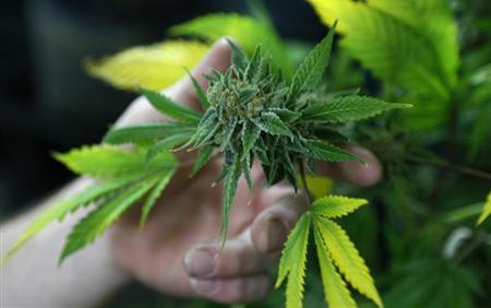 marijuana