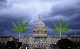 Washington D.C. marijuana
