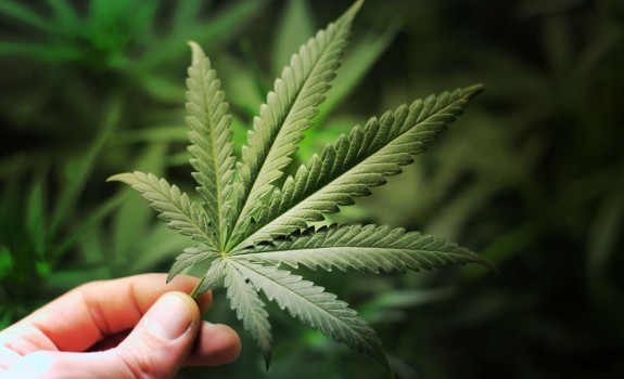 cannanbis hemp