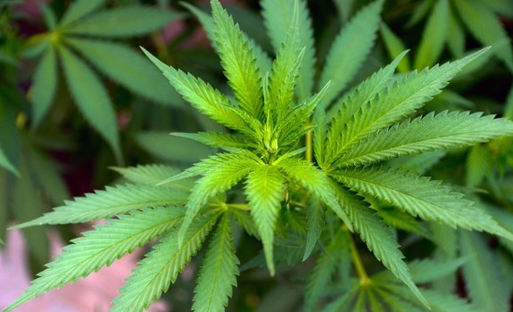hemp plan