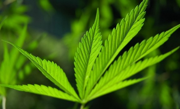marijuana leaf