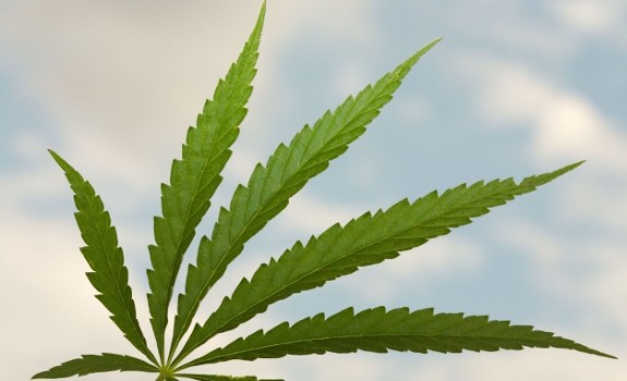 marijuana