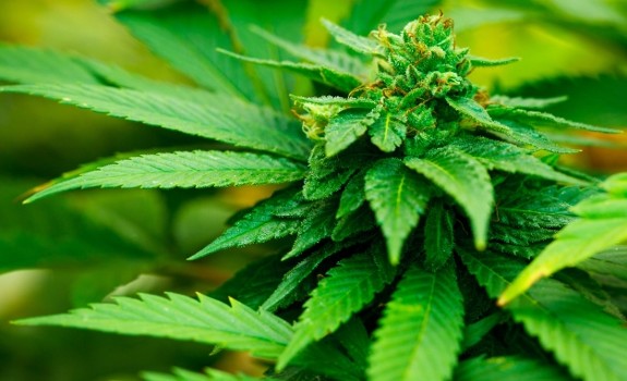 marijuana