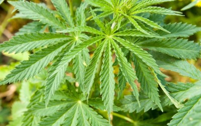 marijuana plant