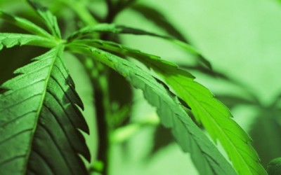 marijuana