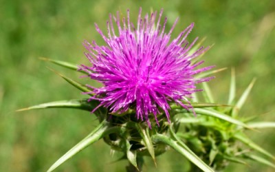 milk thistle