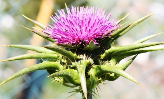 milk thistle plant