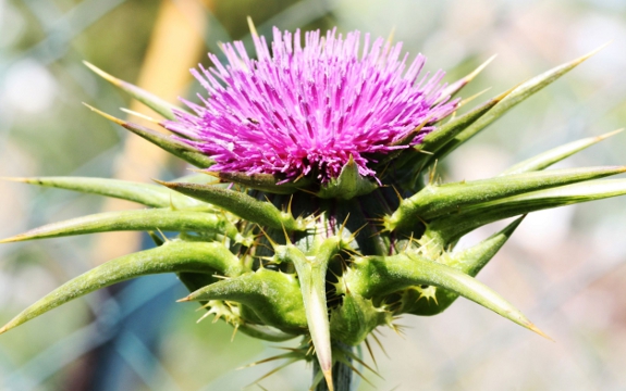Milk Thistle Protects Against Chemotherapy Toxicity ...