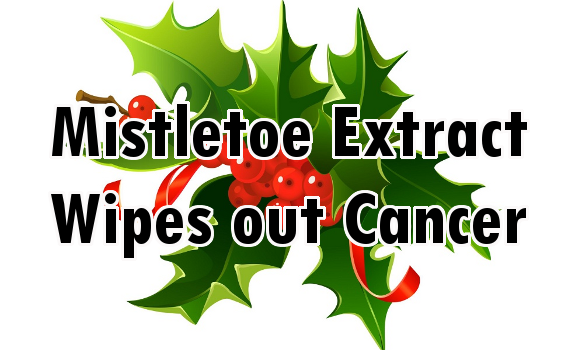 mistletoe