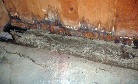 mold in house